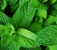 hookah-mint